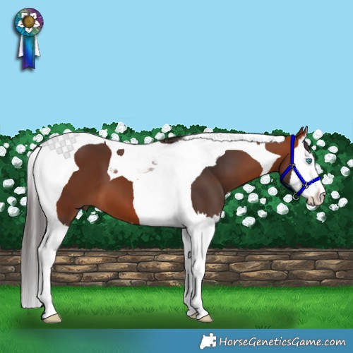 Horse Color:Bay Splash Tobiano