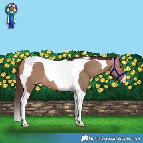 Horse Color:Bay Dun Tobiano Appaloosa
