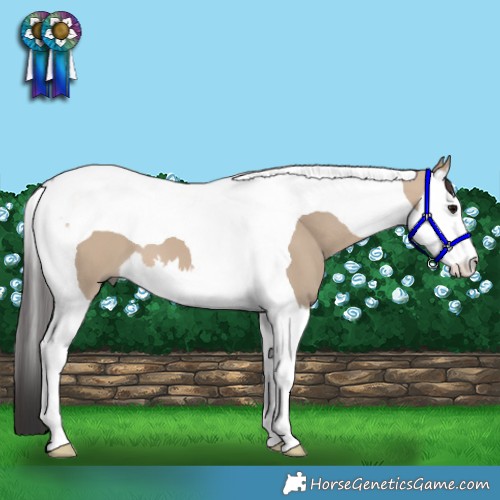 Horse Color:Brown Dun Splash Tobiano