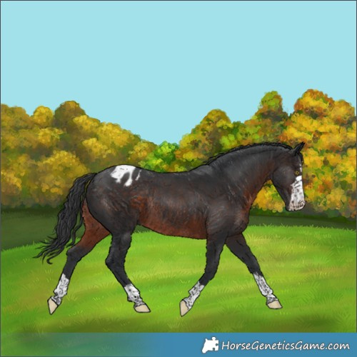 Horse Color:Brown Appaloosa Rabicano