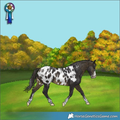 Horse Color:Powder White Buckskin Appaloosa