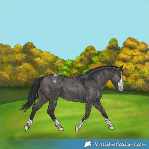 Horse Color:Grullo Appaloosa Rabicano Brindle