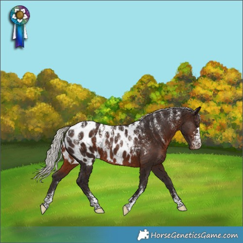 Horse Color:Powder White Silver Brown Appaloosa Rabicano