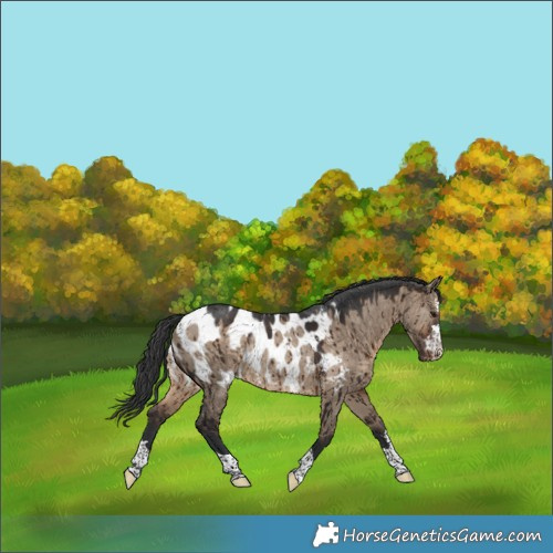 Horse Color:Brown Dun Appaloosa Rabicano Brindle 