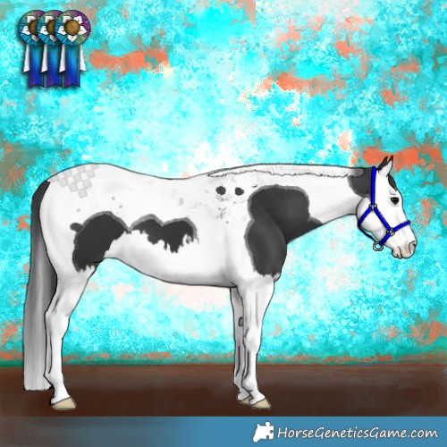 Horse Color:Black Splash Tobiano