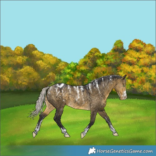 Horse Color:Powder White Silver Buckskin Dun Blanket Rabicano 