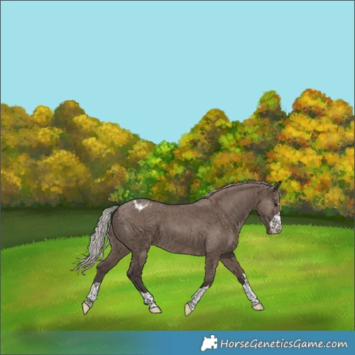 Horse Color:Silver Grullo Appaloosa Brindle 