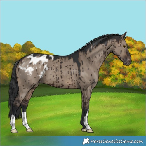 Horse Color:Brown Dun Appaloosa Brindle 