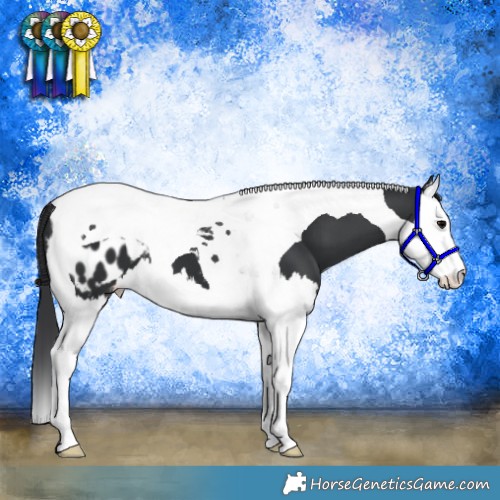 Horse Color:Black Splash Tobiano Appaloosa 