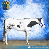 Horse Color:Black Splash Tobiano Blanket 
