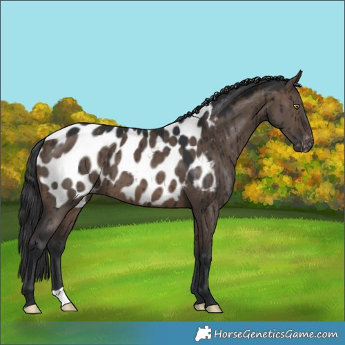 Horse Color:Brown Dun Appaloosa Brindle 