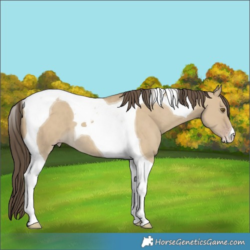Horse Color:Classic Cream Champagne Dun Tobiano