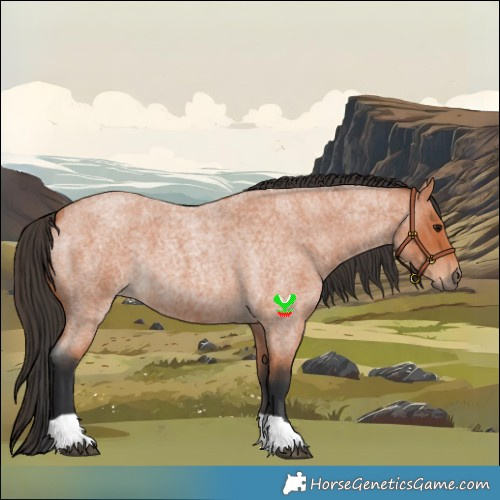 Horse Color:Bay Roan 
