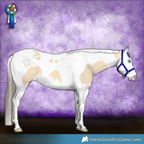 Horse Color:Amber Cream Champagne Dun Splash Tobiano 