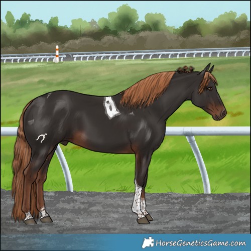 Horse Color:Liver Chestnut Tobiano 