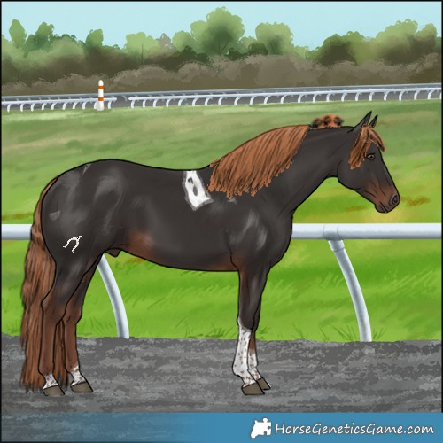 Horse Color:Liver Chestnut Tobiano