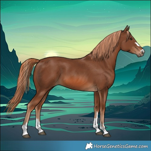Horse Color:Chestnut 