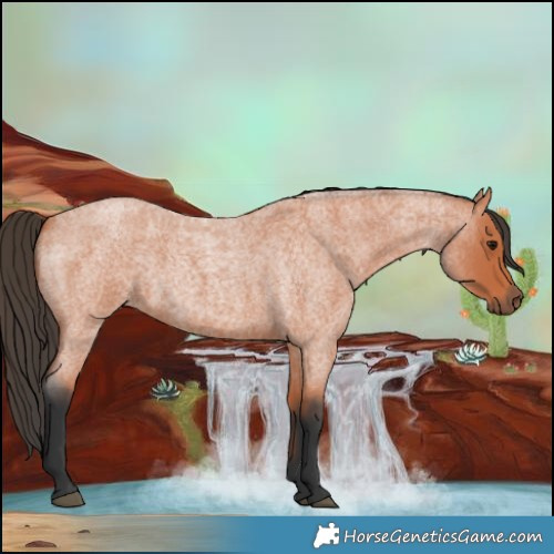 Horse Color:Bay Roan 