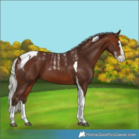 Horse Color:Powder White Silver Bay Splash Tobiano