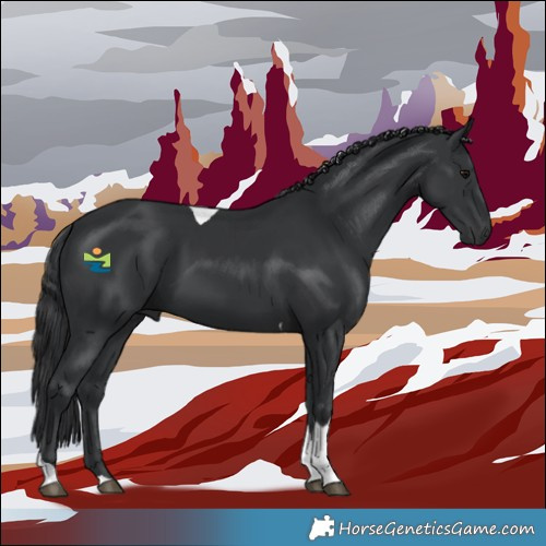 Horse Color:Black Tobiano