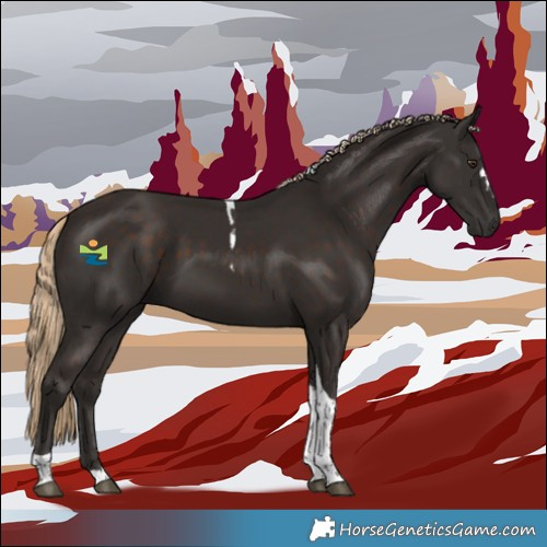 Horse Color:Liver Chestnut Tobiano