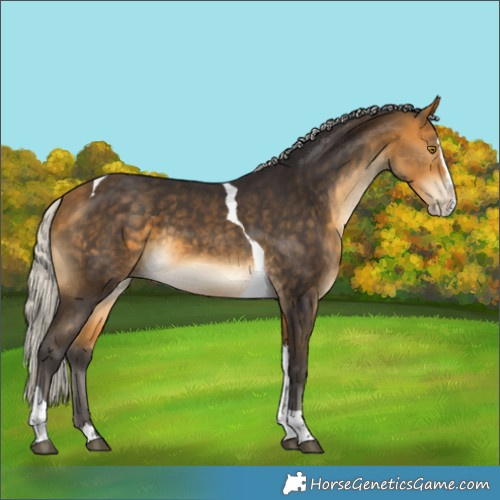 Horse Color:Silver Buckskin Splash Tobiano 