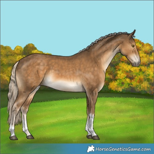 Horse Color:Chocolate Palomino Tobiano