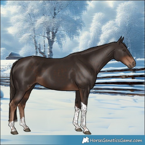 Horse Color:Liver Chestnut Tobiano 