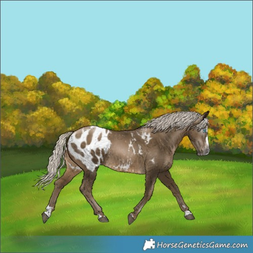 Horse Color:Gray Silver Brown Splash Blanket