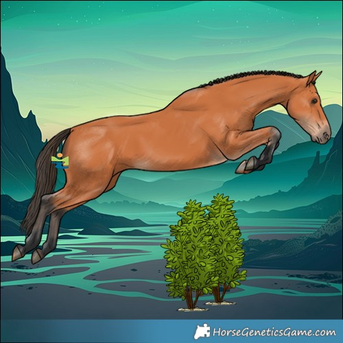 Horse Color:Bay Rabicano