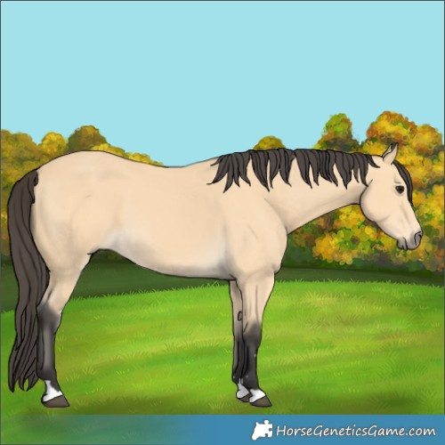 Horse Color:Buckskin