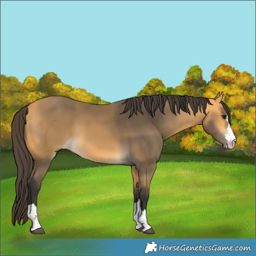 Horse Color:Buckskin 