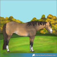 Horse Color:Buckskin