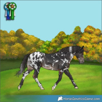 Horse Color:White Spotted Liver Chestnut and White Spotted Smoky Black Blanket Rabicano