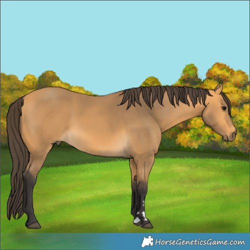 Horse Color:Buckskin