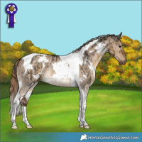 Horse Color:White Spotted Buckskin Tobiano  and White Spotted Liver Red Dun Tobiano 