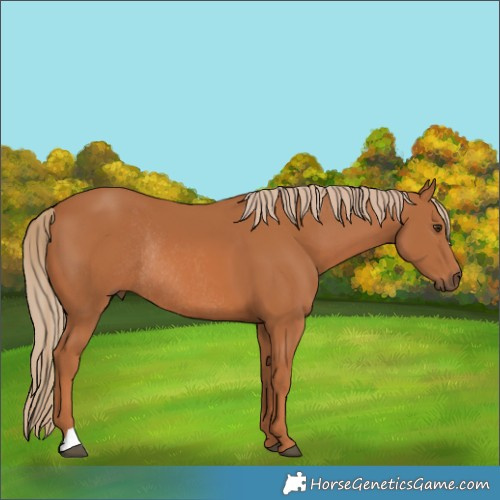 Horse Color:Chestnut Rabicano