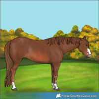 Horse Color:Chestnut Rabicano 