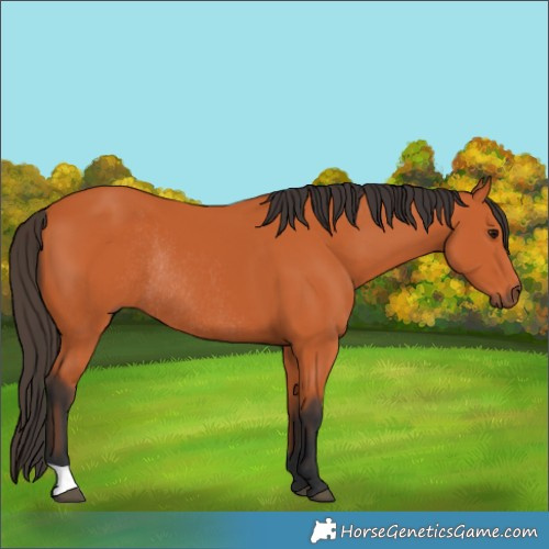 Horse Color:Bay Rabicano 