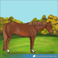 Horse Color:Chestnut Rabicano 