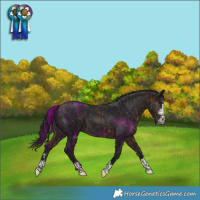 Horse Color:Brown and Gray Black