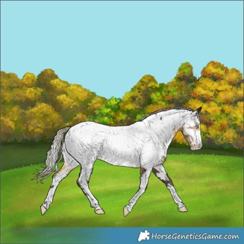 Horse Color:Silver Buckskin Appaloosa