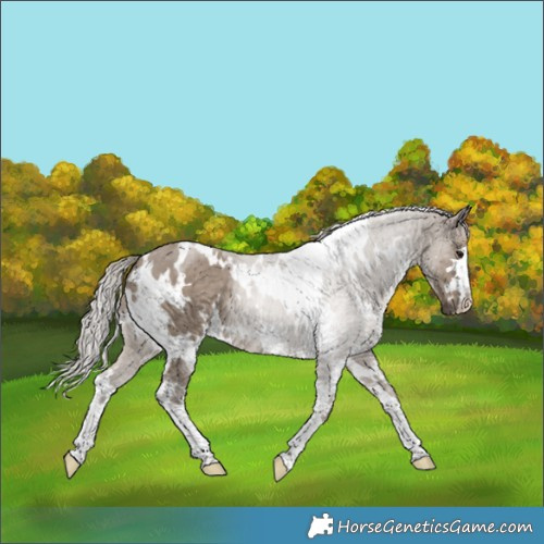 Horse Color:White Spotted Silver Grullo 