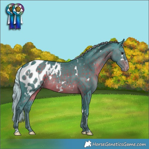Horse Color:Watercolor White Spotted Silver Brown Appaloosa Rabicano