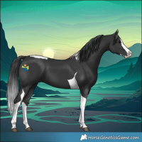 Horse Color:Black Splash Tobiano 