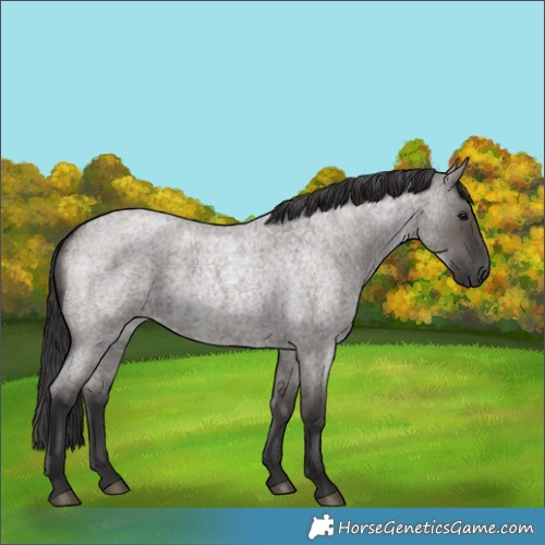 Horse Color:Smoky Grullo Roan 