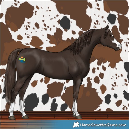 Horse Color:Liver Chestnut 