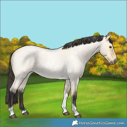 Horse Color:Buckskin Roan Dun Tobiano