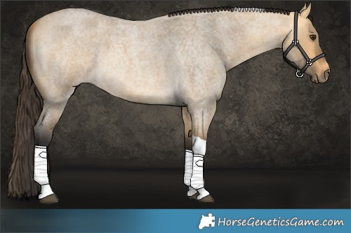 Horse Color:Buckskin Roan Dun Tobiano 