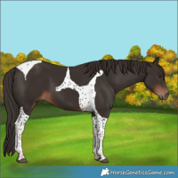 Horse Color:Liver Chestnut Tobiano